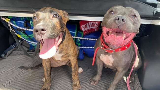 THE relieved owners of two dogs, including a puppy, which were stolen from their house almost a month ago are celebrating the return of their beloved pets, Rocky and Rumble, who were found safe on Friday.