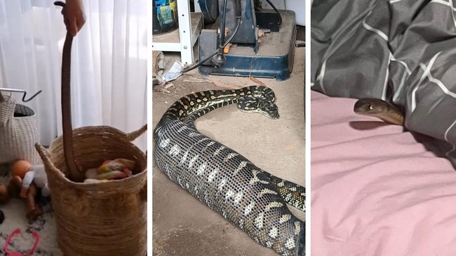 Hiding in toy box, hunting pets: Qld’s craziest snake encounters 2024