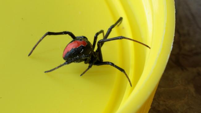 Fun fact: Redbacks aren’t even meant to be in eastern Australia. They’re native only to the southwest of Western Australia, and probably came east with the spread of European settlement.