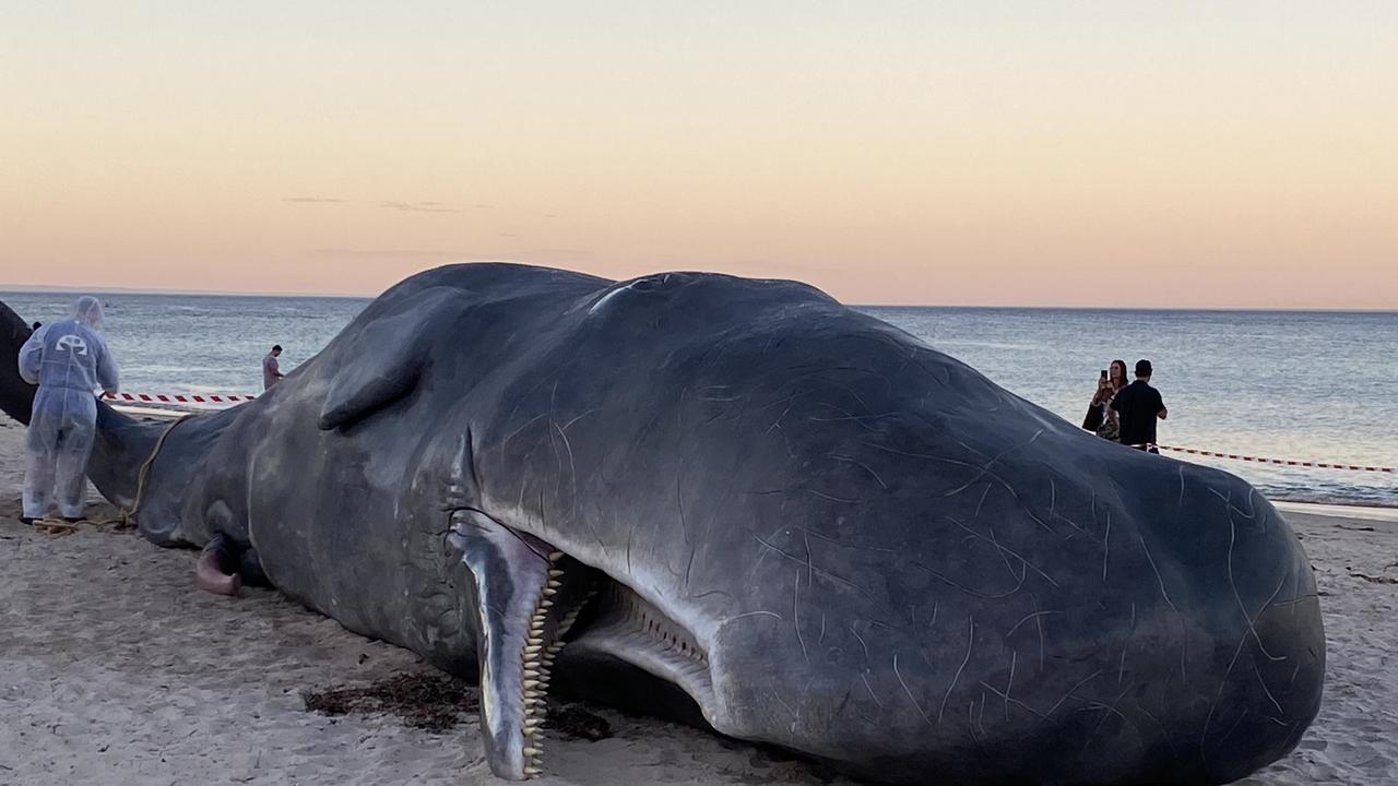 Beached whale in Glenelg is Adelaide Festival’s latest art instalment ...