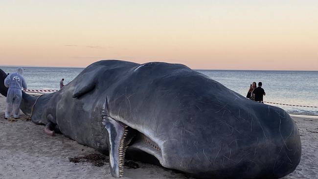 . Actors were hired to imitate officials investigating the carcass. Picture: Craig Malin