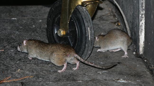 Rats in Haymarket. Picture: Bill Hearne