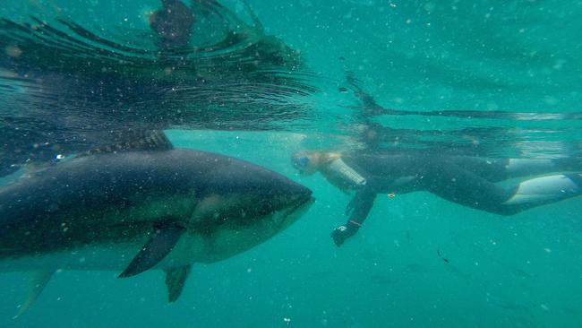 Swimming with blue fin tuna off Port Lincoln. Picture: Mark Brake