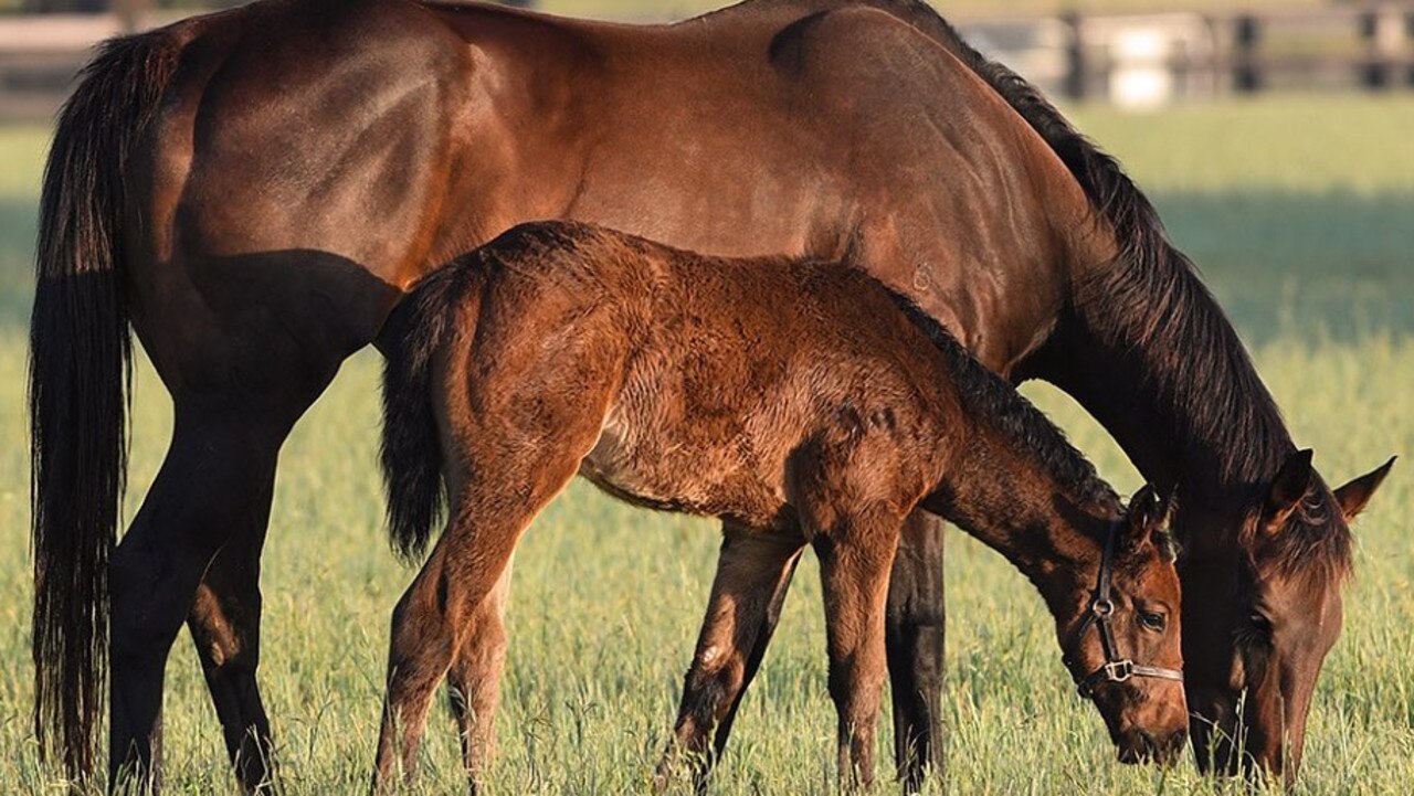 Winx with her Pierro foal. Picture: Supplied