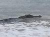 VIDEO: Croc rides the waves near shore of popular beach