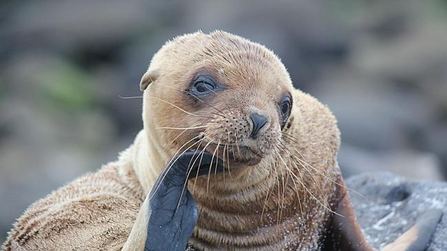  A Galapagos sea lion. Picture: Chanel Parratt 