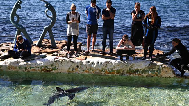 Onlookers watch the ocean predator. Picture: Adam Yip/ Manly Daily