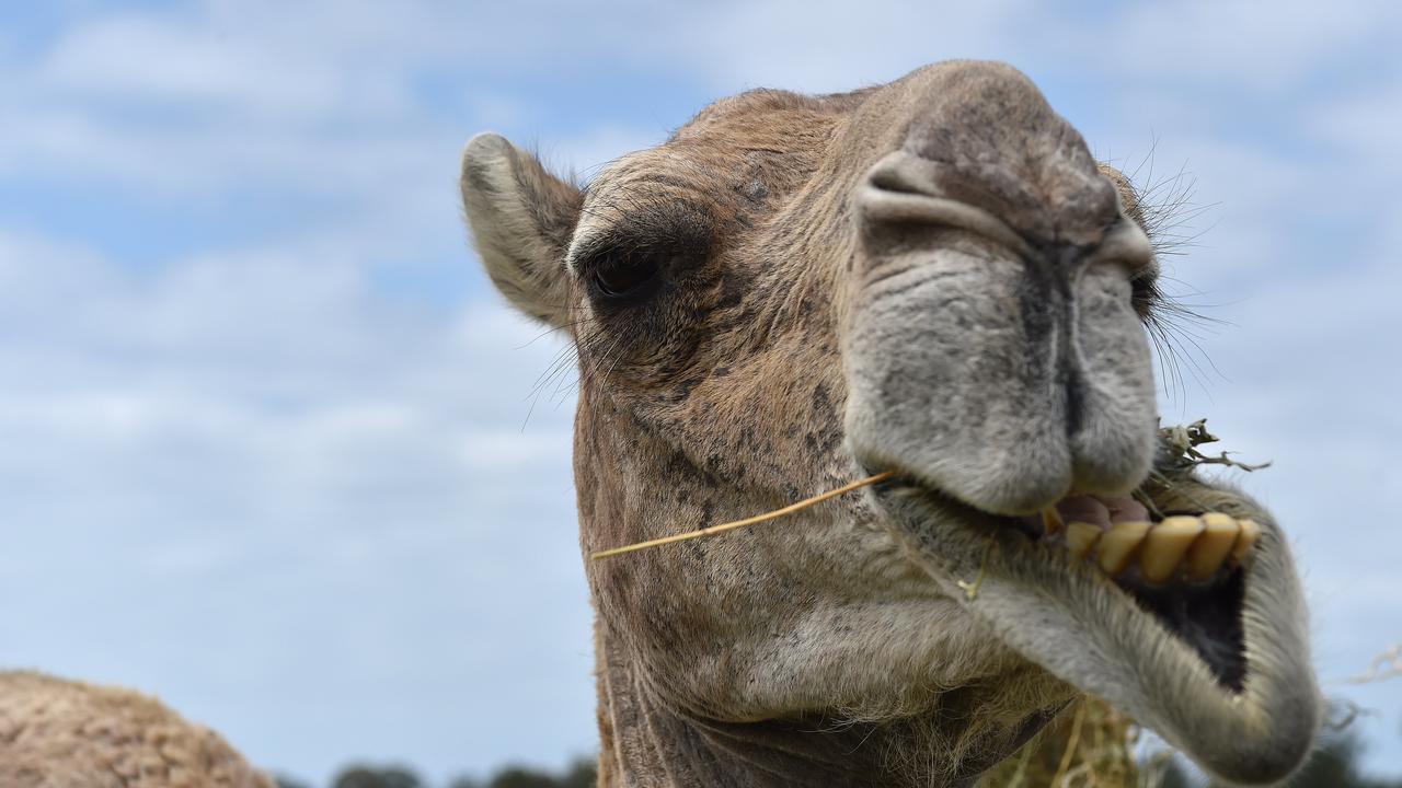 The camel killed two men after escaping from the Shirley Farms petting zoo.