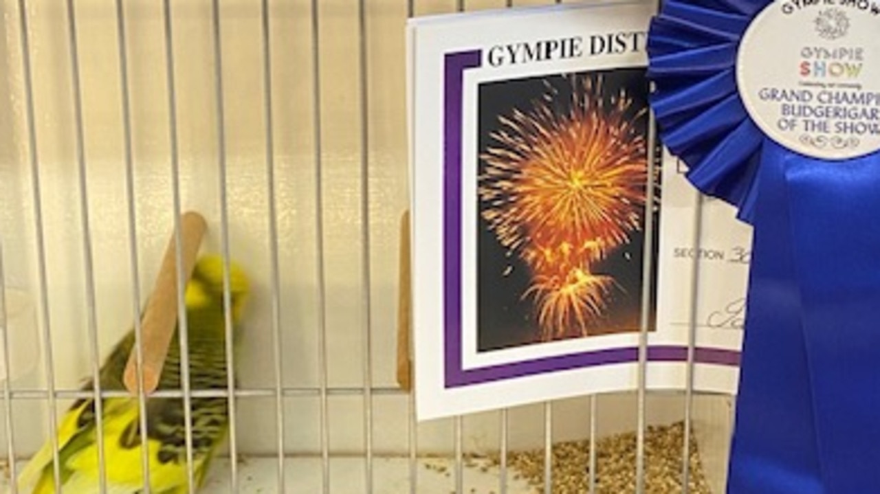 GRAND CHAMPION AND BUDGERIGAR OF THE SHOW: Budgerigar owned by Jan Mitchell