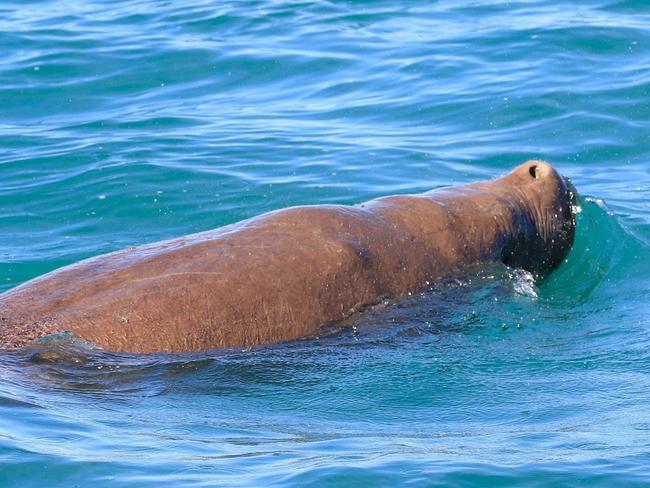 A dugong swims with the dolphins in the waters off Hervey Bay. Picture: Supplied