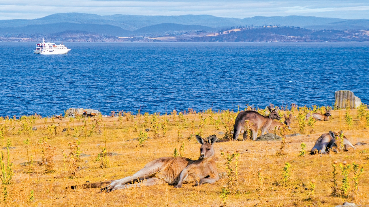 <h2>An expedition to Tassie</h2><p><strong>What:</strong> A 16-night <a href="https://www.coralexpeditions.com/au/destinations/tasmania/circumnavigation-of-tasmania-16-nights/" target="_blank" rel="noopener">circumnavigation of Tasmania</a> with Coral Expeditions. An in-depth exploration of Tasmania, this voyage aboard the 72-guest <a href="https://www.coralexpeditions.com/au/our-fleet/coral-discoverer/" target="_blank" rel="noopener">Coral Discoverer</a> is for the intrepid &ndash; those who want to hike, kayak and be truly immersed in nature. As well as exploring with the expedition team through the Strzelecki National Park on Flinders Island, cruisers will visit rugged Maria Island National Park, home to a diverse range of wildlife, see the 300m-high seas cliffs at Tasman National Park, and enjoy more than two days discovering the rarely visited World Heritage wilderness of Port Davey and Bathurst Harbour on the island&rsquo;s southwest coast.</p><p><strong>When:</strong> Departing Hobart, January 2 and February 27.</p><p><strong>Value:</strong> Coral Expeditions is offering a special travel credit of $1500 a person.</p><p><strong>Tip:</strong> Escape editor <a href="https://www.escape.com.au/the-team/susan-bugg" target="_blank" rel="noopener">Susan Bugg</a>&rsquo;s favourite style of cruising ison an expedition ship. &ldquo;The beauty of expedition cruising is that small ships can take you to the world&rsquo;s most remote places reachable only by sea. This itinerary visits Flinders Island, in Bass Strait, one of the most starkly beautiful places I have seen,&rdquo; she says.</p><p><strong>See also:&nbsp;</strong></p><p><a href="https://www.escape.com.au/experiences/cruises/these-new-cruise-ships-are-coming-to-australia-in-202425/news-story/745c11fa73ee1c24afd8772170e0a971">New cruise ships coming to Australia in 2024-25</a></p><p><a href="https://www.escape.com.au/experiences/cruises/first-time-cruise-tips/image-gallery/4aff31866668c11388498e99ae524321">7 cruise secrets first-timers need to know</a></p><p><a href="https://www.escape.com.au/top-lists/top-tips-for-first-time-cruisers-11-things-ive-learnt-on-ships/image-gallery/c7a11bca07ecf3a65b7babf2d1d9da9a">11 top tips for cruising from an expert</a></p>