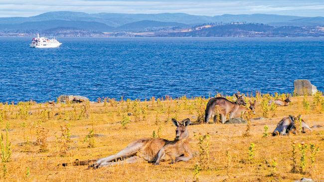 An expedition to TassieWhat: A 16-night circumnavigation of Tasmania with Coral Expeditions. An in-depth exploration of Tasmania, this voyage aboard the 72-guest Coral Discoverer is for the intrepid – those who want to hike, kayak and be truly immersed in nature. As well as exploring with the expedition team through the Strzelecki National Park on Flinders Island, cruisers will visit rugged Maria Island National Park, home to a diverse range of wildlife, see the 300m-high seas cliffs at Tasman National Park, and enjoy more than two days discovering the rarely visited World Heritage wilderness of Port Davey and Bathurst Harbour on the island’s southwest coast.When: Departing Hobart, January 2 and February 27.Value: Coral Expeditions is offering a special travel credit of $1500 a person.Tip: Escape editor Susan Bugg’s favourite style of cruising ison an expedition ship. “The beauty of expedition cruising is that small ships can take you to the world’s most remote places reachable only by sea. This itinerary visits Flinders Island, in Bass Strait, one of the most starkly beautiful places I have seen,” she says.See also: New cruise ships coming to Australia in 2024-257 cruise secrets first-timers need to know11 top tips for cruising from an expert