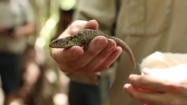 Fight to save critically endangered skink with less than 1000 still alive