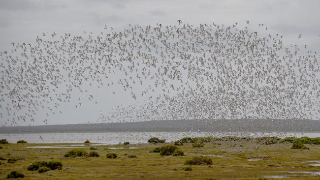 A large flock of migratory shorebirds over Robbins Island, northwest Tasmania. Picture: A Darby, BirdLife Tasmania.