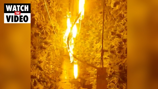 Cannabis crops found in western suburbs