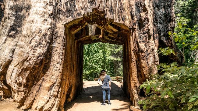 California Tunnel Tree in the sequoia grove.