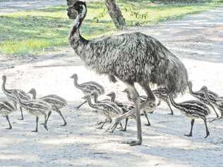 ON THE ROAD: An adult male emu crosses the road with his 13 chicks. One of the main threats facing emus is being run over. Emu numbers on the North Coast have collapsed in recent years. Picture: Gina Hart