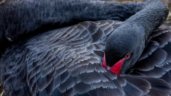 A swan pictured at Balck Swan Lake. Picture: Tim Marsden.