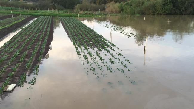 Farm beds with crops have been destroyed. Picture: David Wu