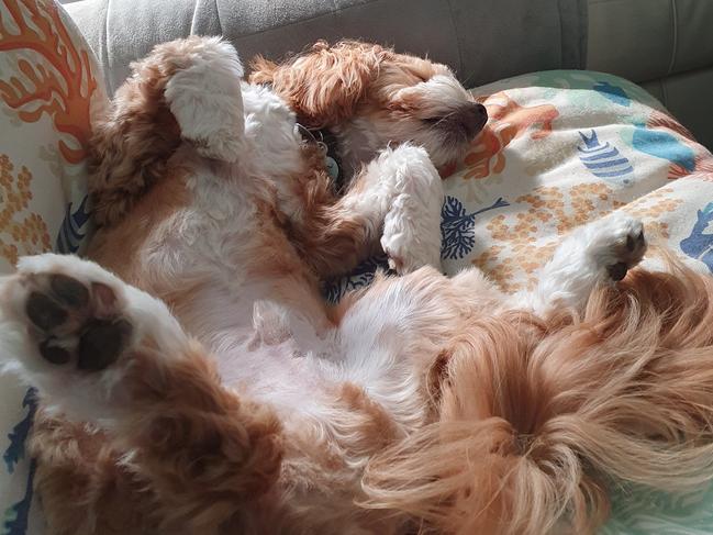 Muffin absolutely exhausted on the sun lounge after New Year celebrations and helping Mum in the garden. Picture: Wendy Roberts, Mount Martha.