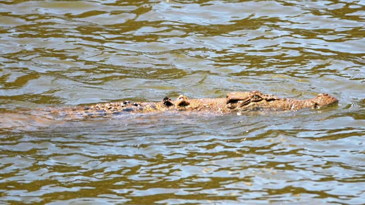 10 things you need to know about crocodiles | The Courier Mail