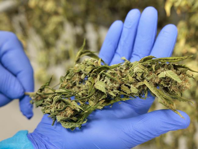 Tasmanian Medicinal Cannabis producer, Tasmanian Botanics.14/04 /2025photo - Peter Mathew