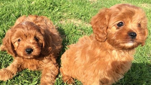 Fenati allegedly pretended she was selling Cavoodle puppies. (Generic photo)