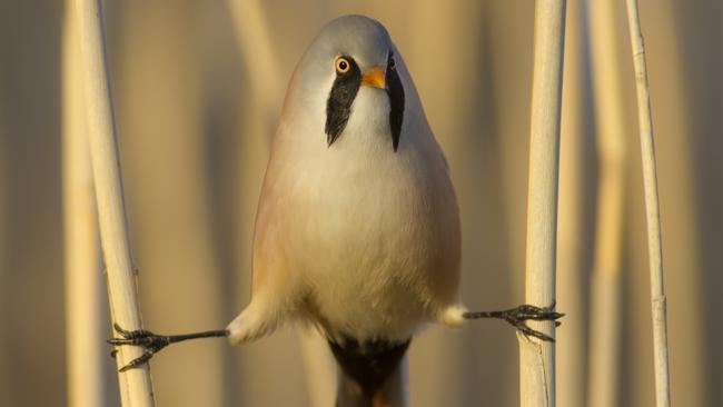 Bearded Tit. Picture: Supplied/World of Birds