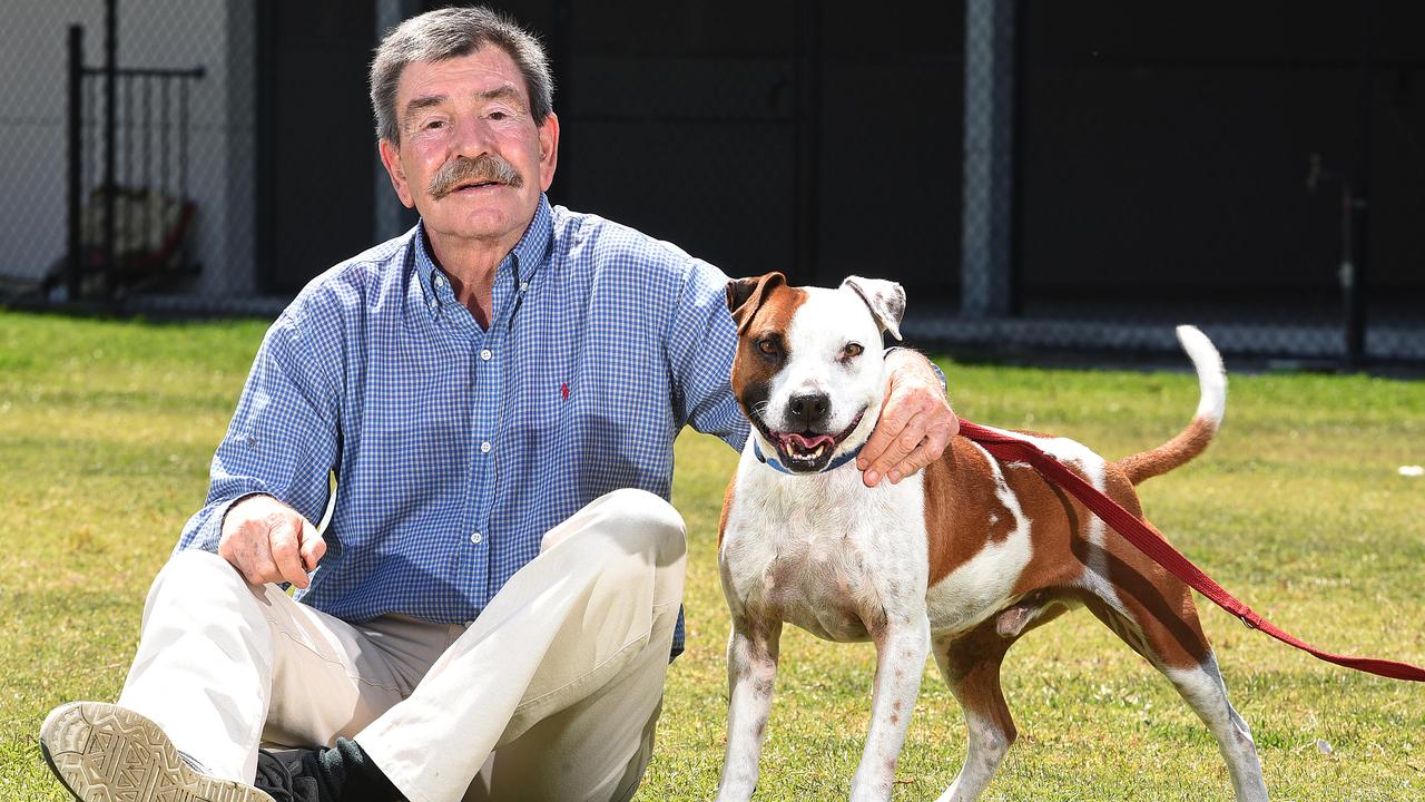Queensland Government to review Animal Care and Protection Act | The  Courier Mail