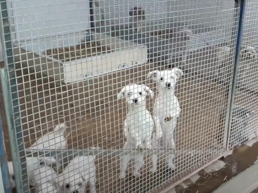 Puppies in cages at one of the puppy farms. Picture: Oscar's Law