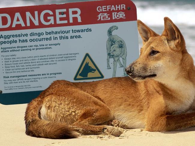 What readers say about dingoes on K'gari (Fraser Island)