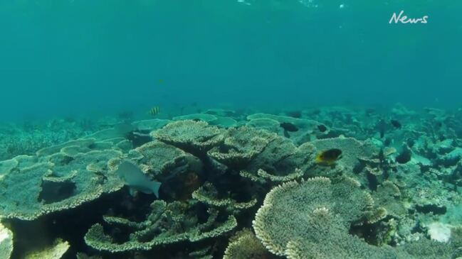 AUSSIE scientists are using cutting edge forensic techniques to map fish stocks off the WA coast