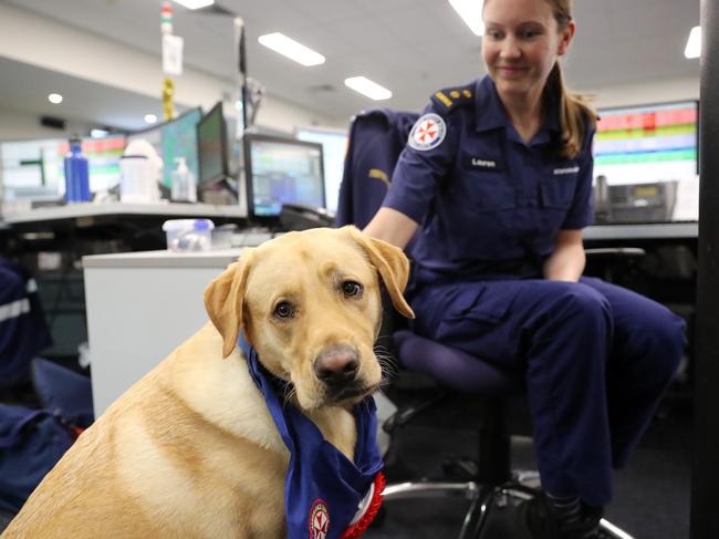 Solly helps call-takers like Lauren deal with the stress of their jobs. Picture: Tim Hunter