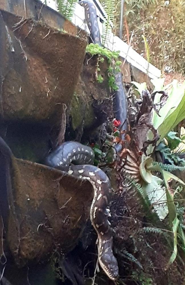 Codie Scott found this big snake, believed to be a carpet python at Miami, Gold Coast this week as mating season gets underway. Picture: Codie Scott