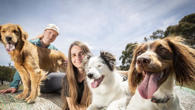 Ingrid Inglis and Maddie Johnson with their dogs Gossamer, Queenie and Soda at Orielton. Picture: Chris Kidd