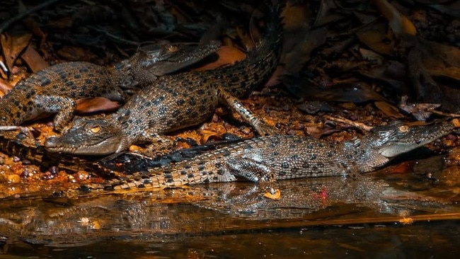 Crocodile hatchlings like these can soon be household pets in the Northern Territory. Picture: Crocodile_Beers