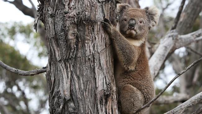 Kangaroo Island’s koala population suffered huge casualties during the bushfires in January. Picture: Lisa Maree Williams/Getty Images