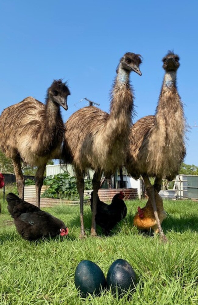 Berry Springs Tavern's emus have laid eggs for the first time, but the young male emu was not ready to lay on them to incubate them. Picture: Daniel Woodall