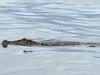 Snappy response to croc spotted at popular Cairns beach