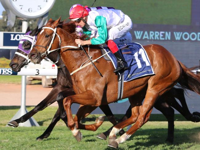 Impressive last start winner Wicklow has been strongly supported to win race 9 at Rosehill on Saturday. Picture: Grant Guy