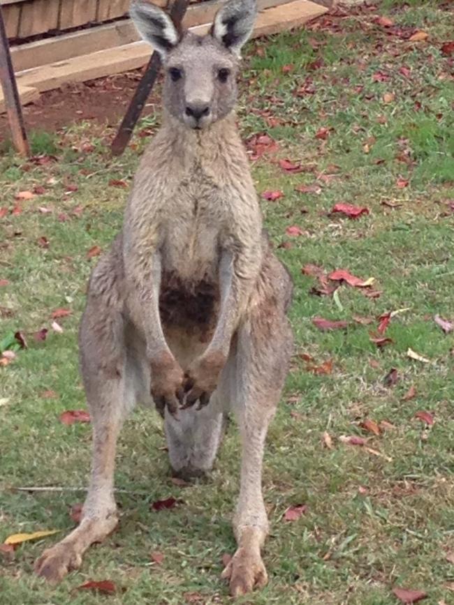 One of the Eastern Greys on the Lilydale site.