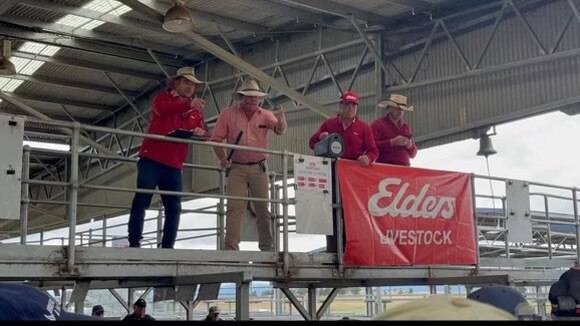 Elders livestock agents and auctioneers, Daniel Morice, Allan Perry, Chris Cusick and Thomas Febey take the bids at Powranna during a dearer cattle market. Picture: Supplied