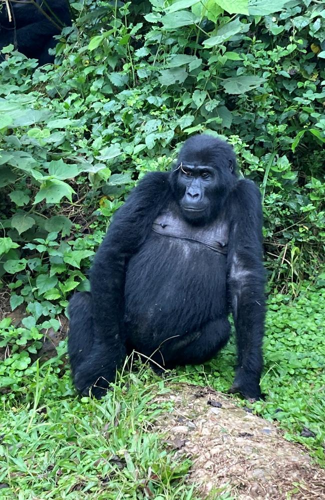 A gorilla in the Impenetrable Forest in Uganda – yes, you get this close! Picture: Riah Matthews