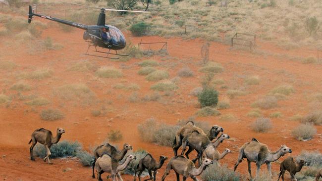 A Northern Territory report states more than a million feral camels are ravaging rural Australia and it has been suggested that the population should be culled by 400,000 animals. Aerial view of feral camels mustered by helicopter. (Pic: Hans Boessem)