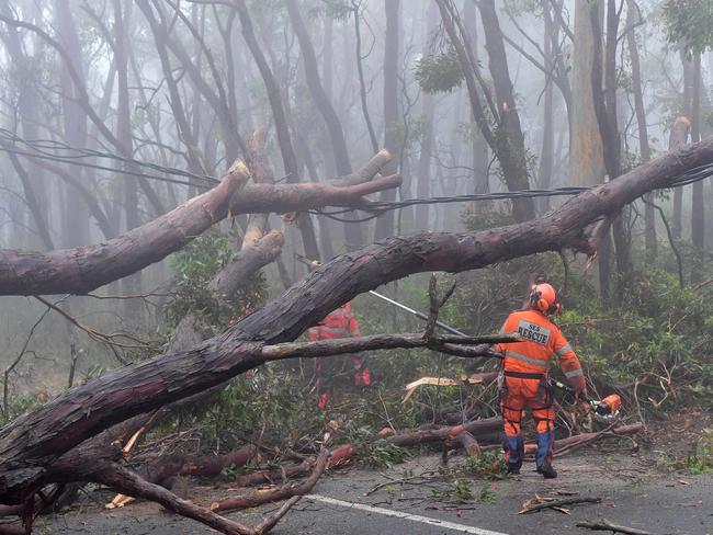 SES volunteer Warren Hicks clearing the large tree blocking Charlick Road at Crafers West. Picture: Mark Brake