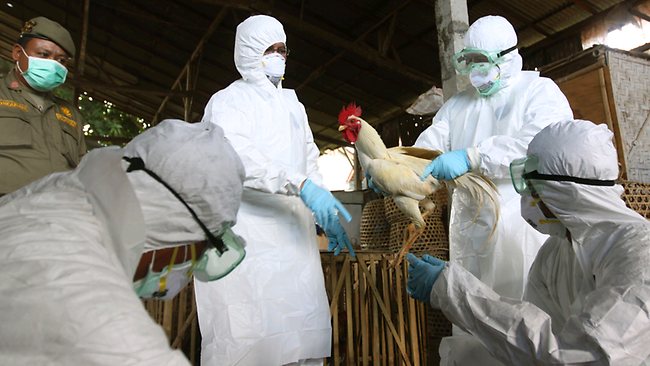 Bird flu claims Indonesian toddler | news.com.au — Australia’s leading ...