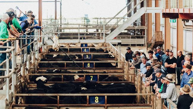 Cattle sales at Pakenham contributed less than one per cent of the data to last week’s Eastern Young Cattle Indicator figure. Picture: Chloe Smith