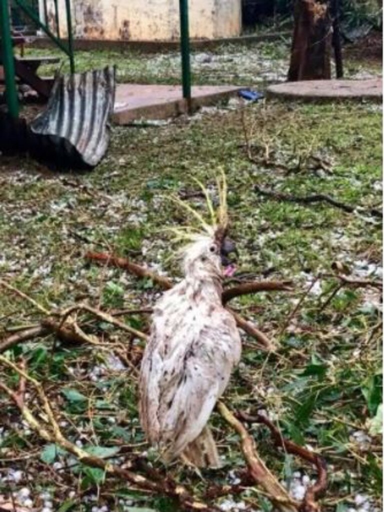 This cockatoo was worse for wear after being caught in the storm. Picture: Damien Tessmann