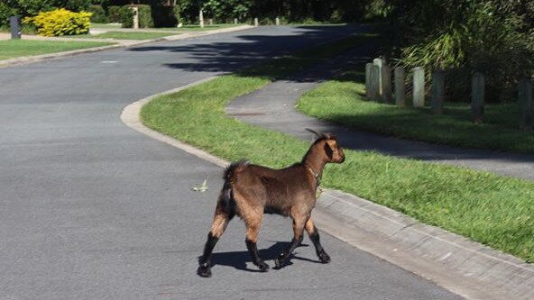 It took three council animal management officers, media and members of the public to round up the runaway goat. Picture: Dean Shelton