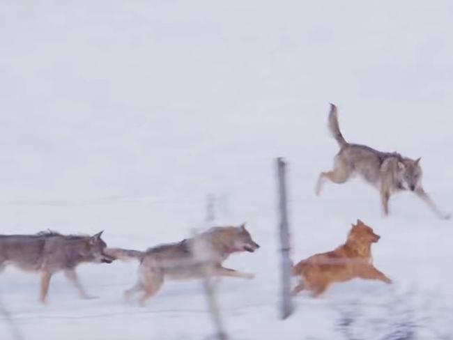 The wolves close in again. Picture: Storyful